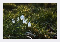 glöckchen ohne schnee