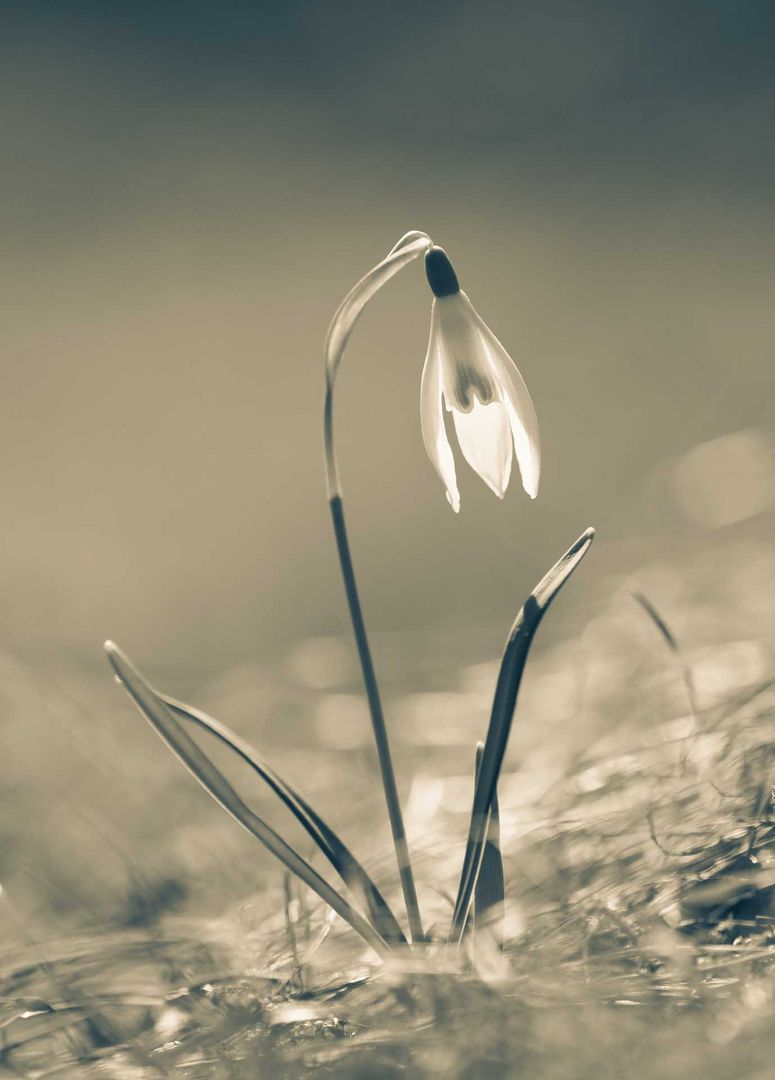 Glöckchen ohne Schnee