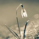 Glöckchen ohne Schnee