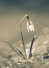 Glöckchen ohne Schnee