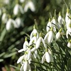 Glöckchen ohne Schnee