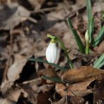 Glöckchen ohne Schnee