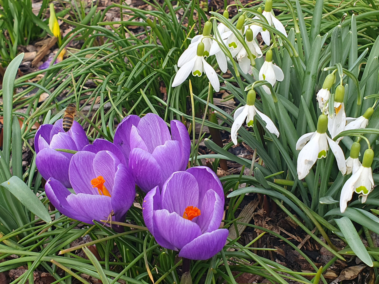 Glöckchen trifft Krokus**