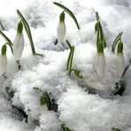 Glöckchen unter Schnee