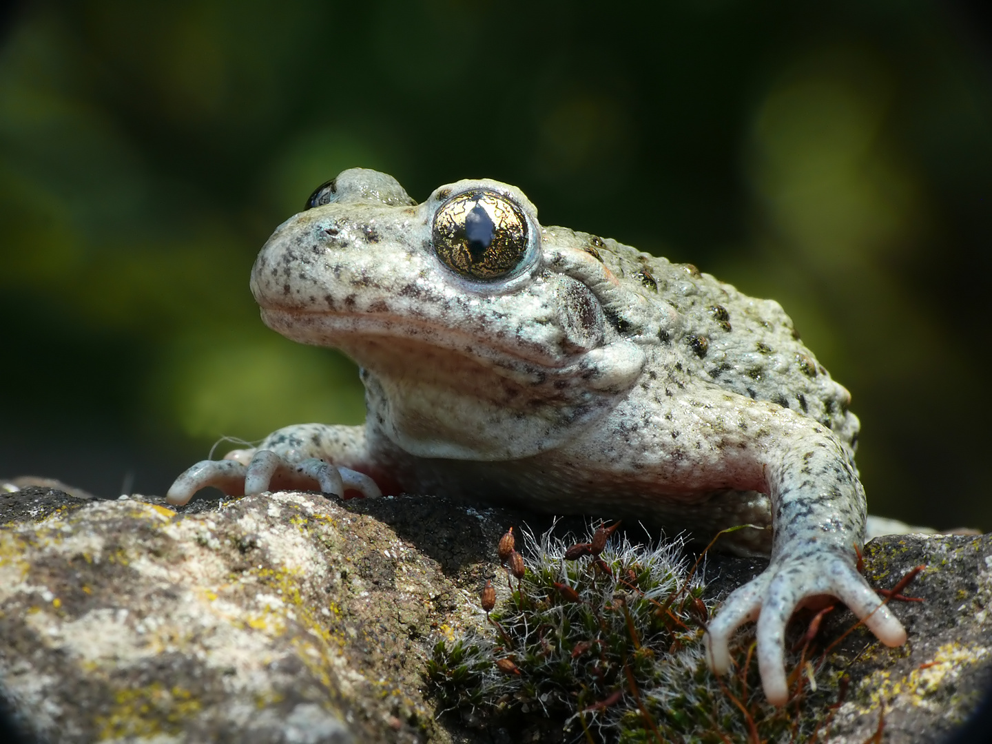 Glögglifrosch