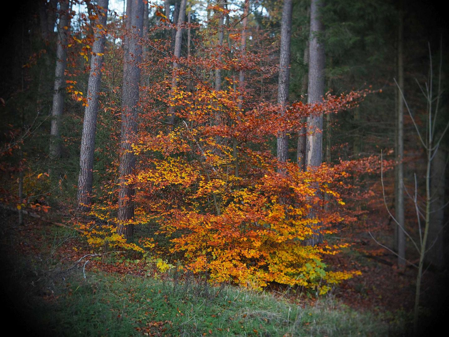 Glooming autumn