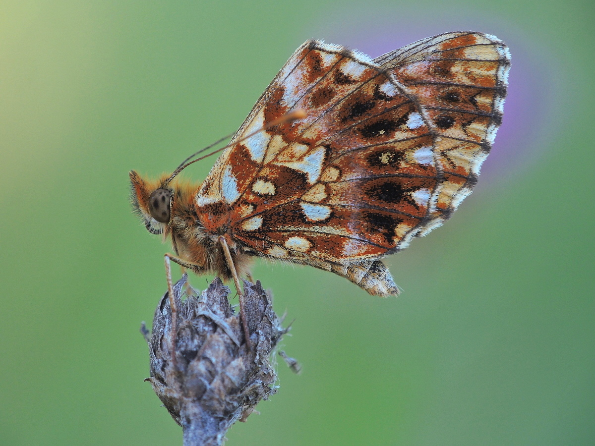 Gloria Boloria