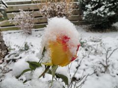 Gloria Dei mit Schneehaube,Ob sie es überlebt ?