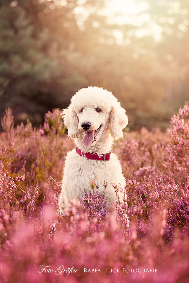 Gloria in der Heide