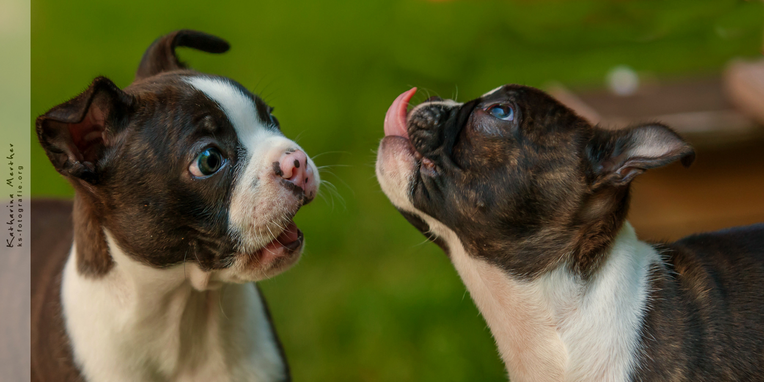 Gloria und Gomez