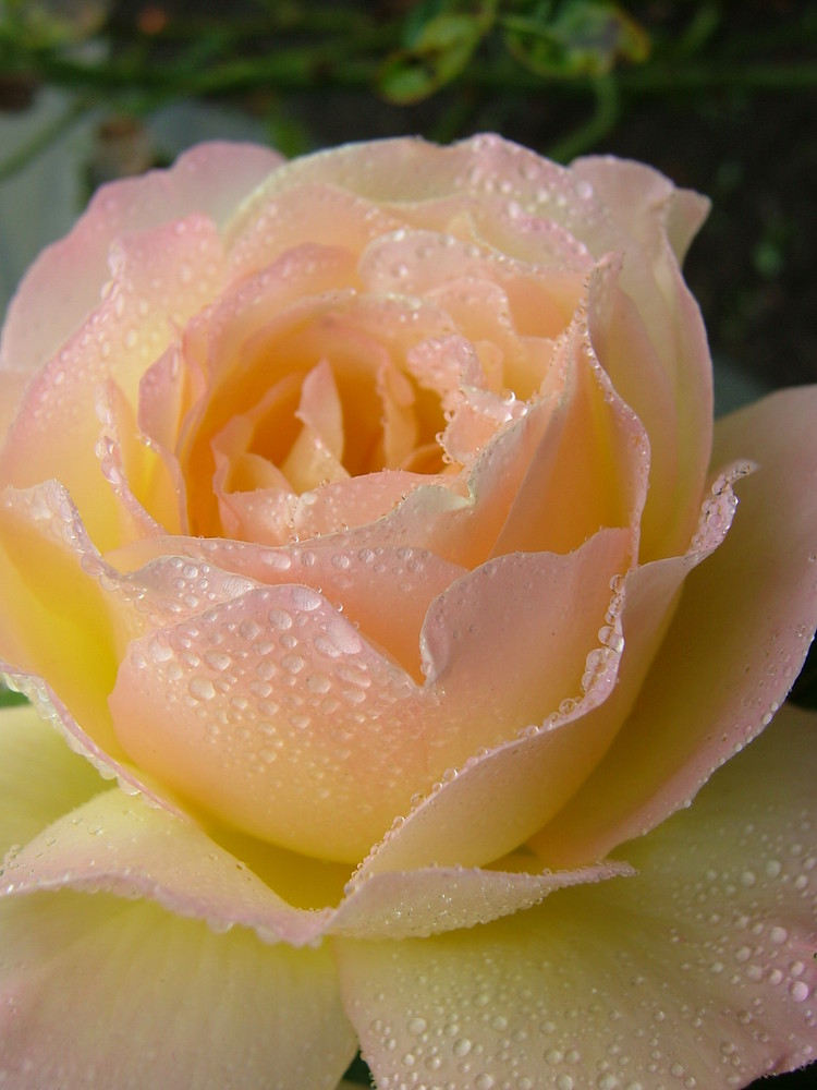 GloriaDei mit Wasserperlen