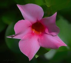 Glorios Mandevilla