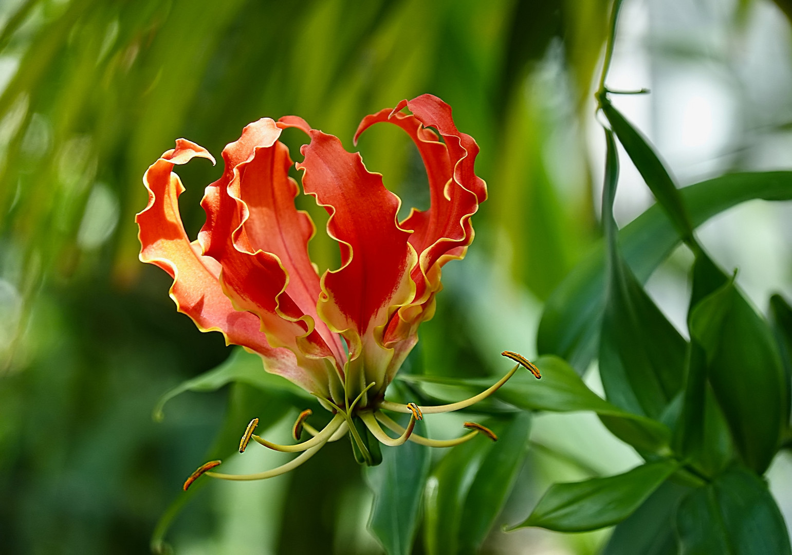 Gloriosa