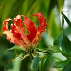 Gloriosa