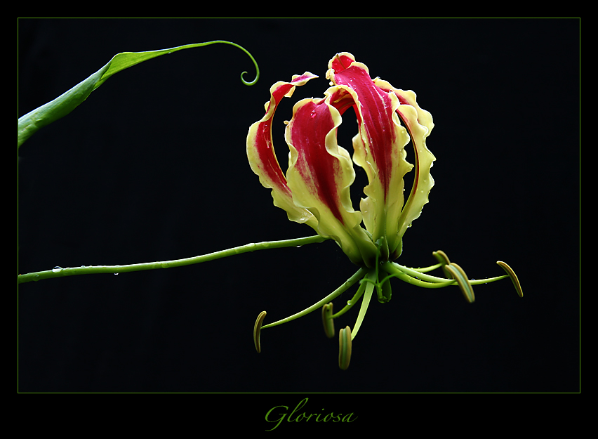 * Gloriosa *