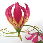 . gloriosa .