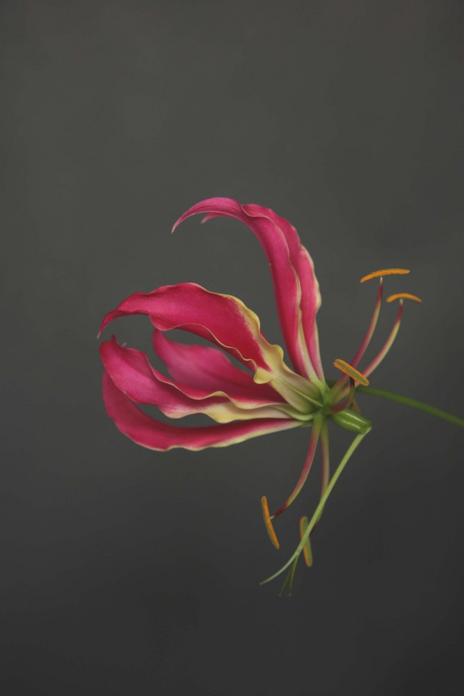 Gloriosa