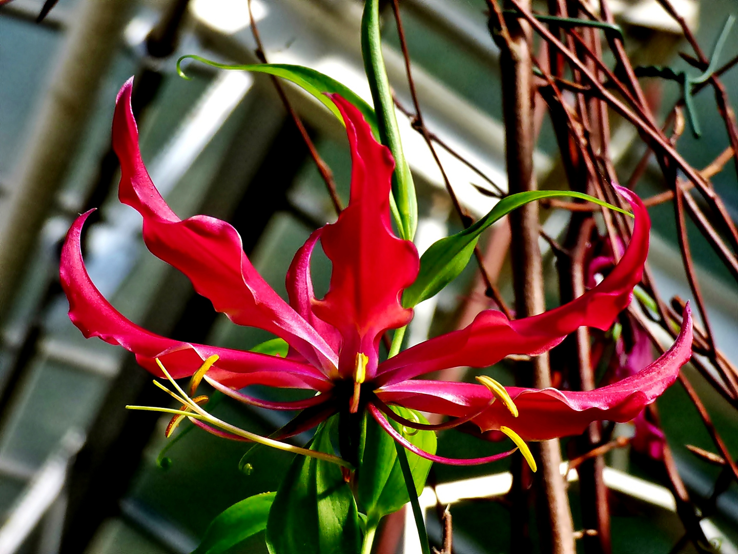 Gloriosa . . .