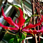 Gloriosa . . .