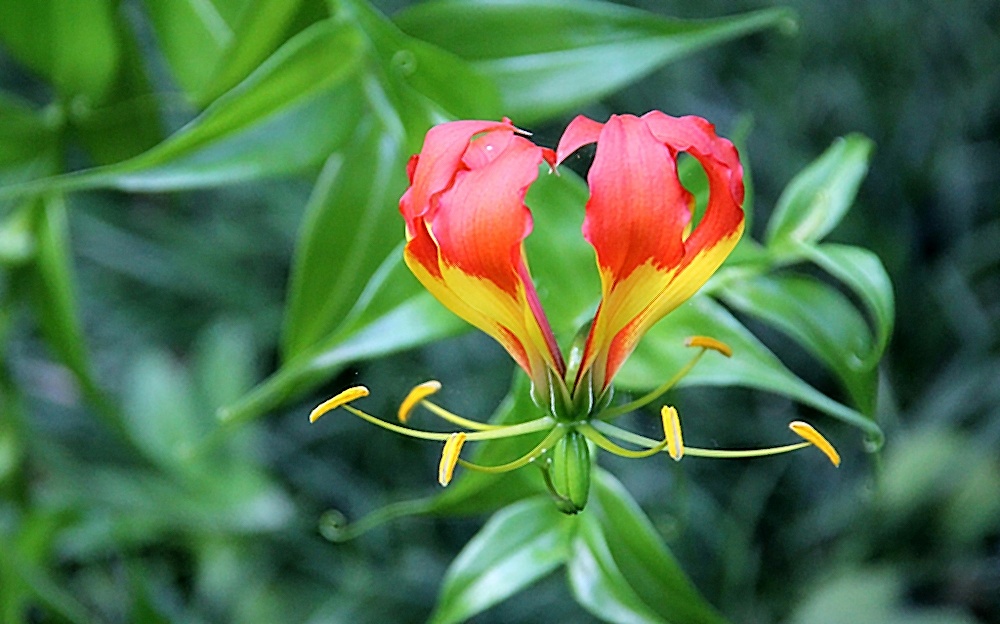 Gloriosa