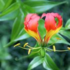 Gloriosa