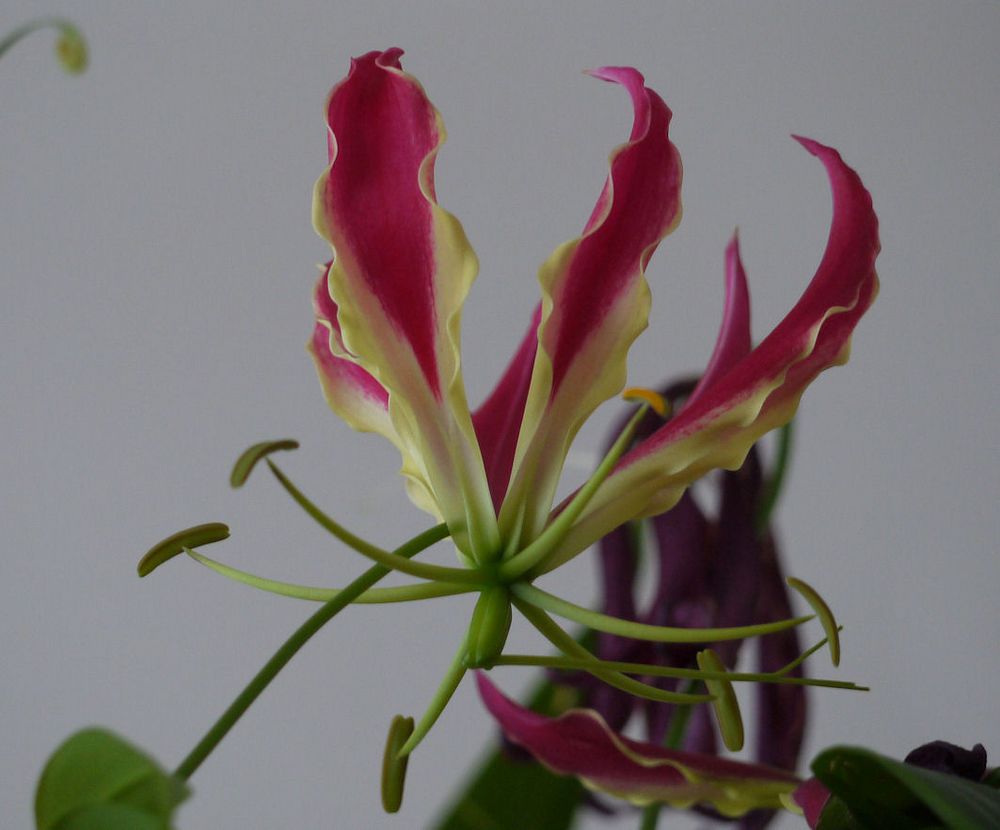 Gloriosa Foto & Bild pflanzen, pilze & flechten, blüten