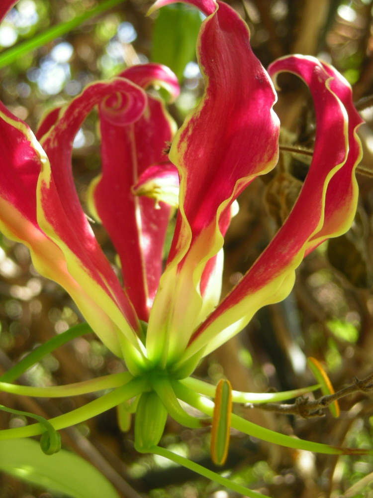 Gloriosa