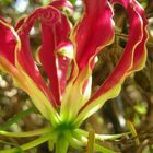 Gloriosa