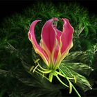 Gloriosa