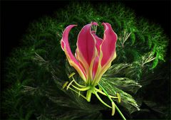 Gloriosa