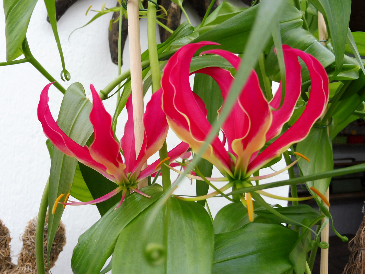 Gloriosa