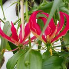 Gloriosa