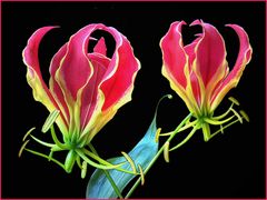 Gloriosa