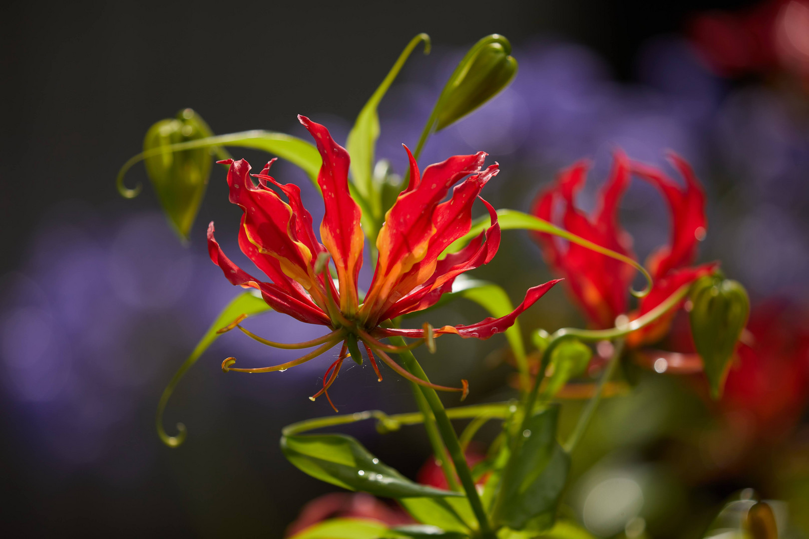 Gloriosa