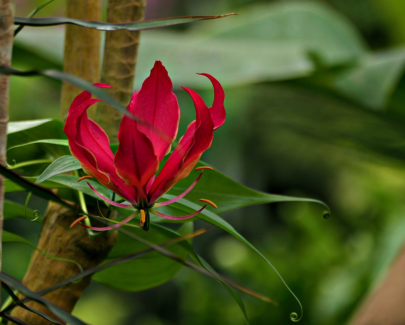 Gloriosa-Blüte . . .