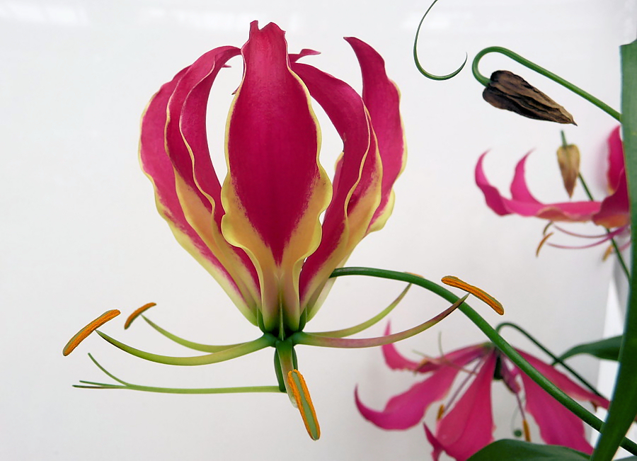 . gloriosa .