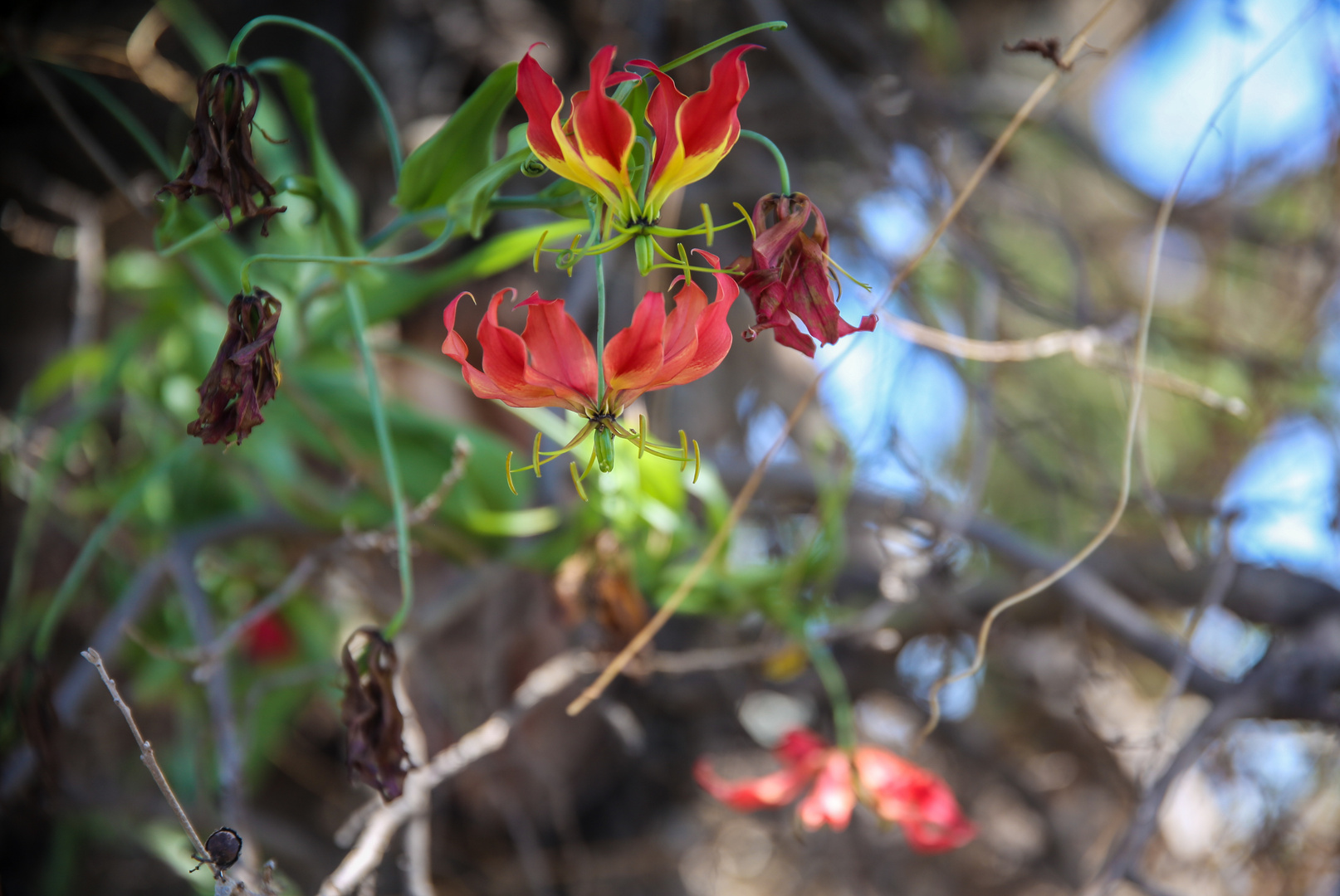 Gloriosa