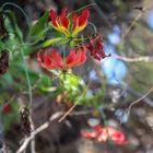 Gloriosa