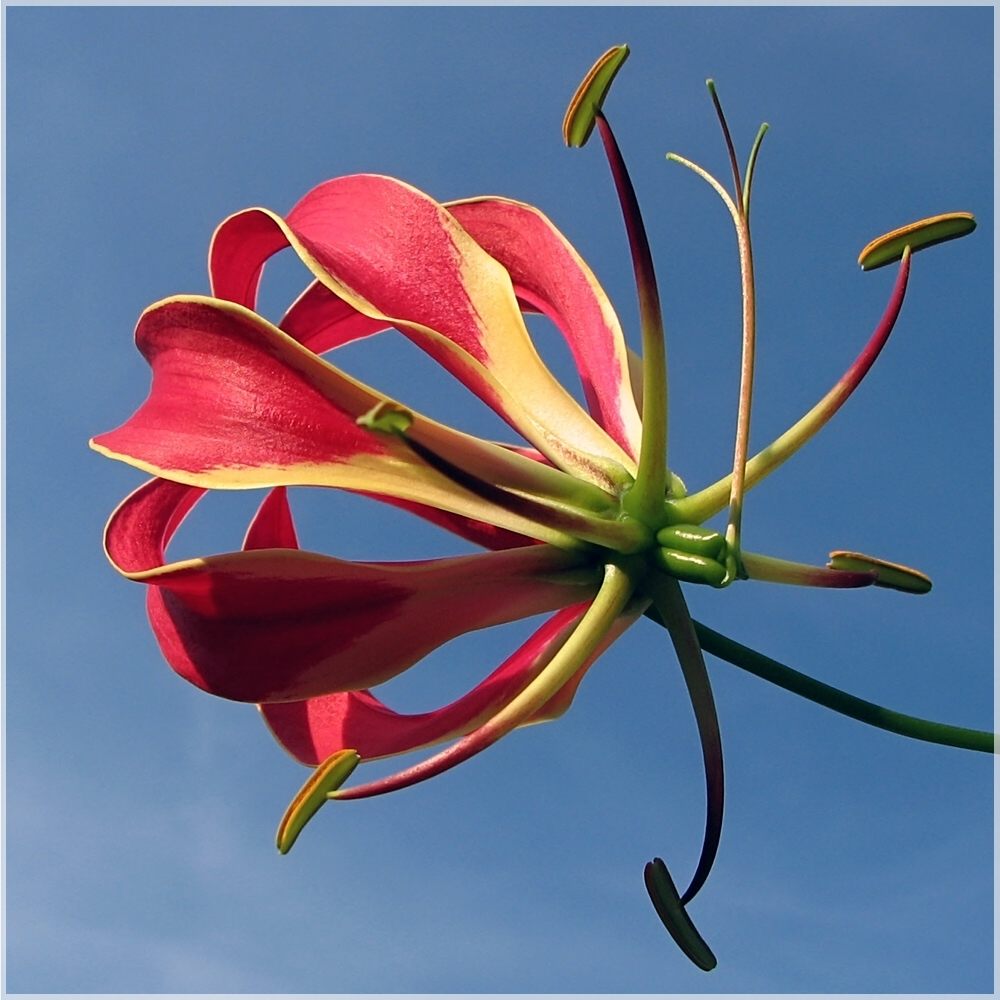 "Gloriosa gen Himmel"