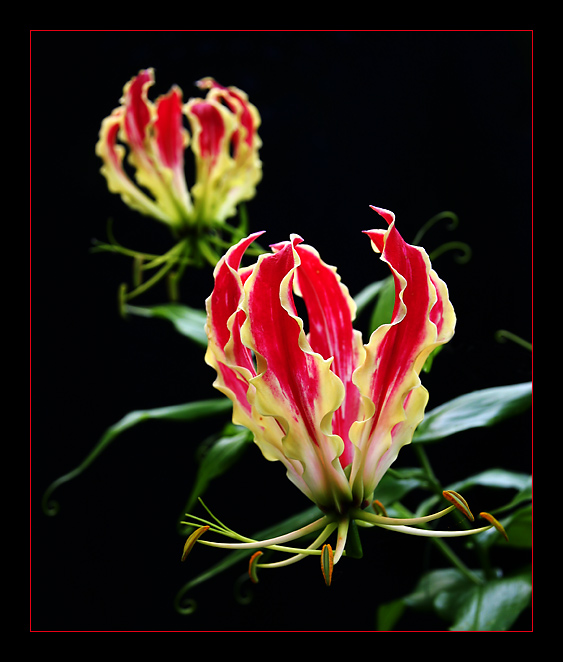 *** Gloriosa II ***