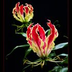 *** Gloriosa II ***