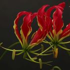 Gloriosa III