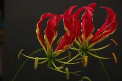 Gloriosa III