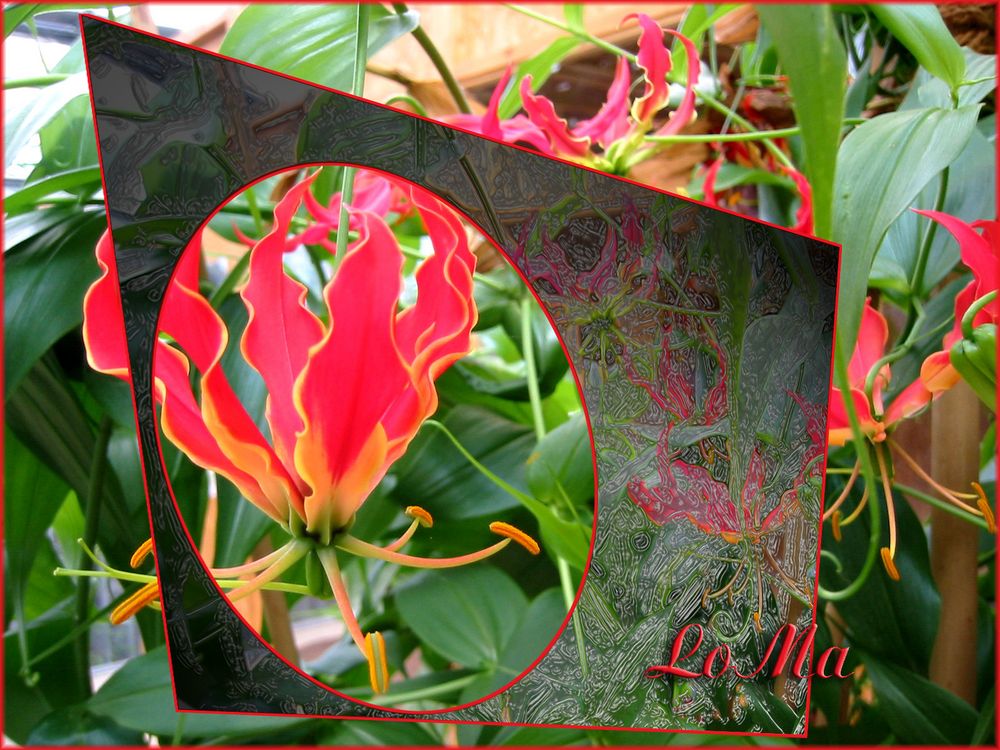 Gloriosa mit Rauchglas-Rahmen