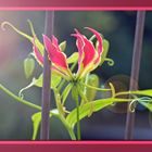 Gloriosa No 5