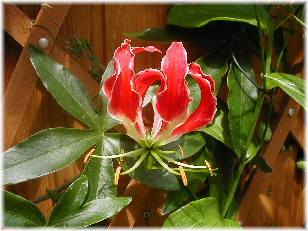 Gloriosa rothschildiana