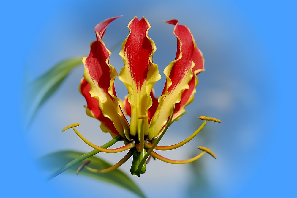 Gloriosa Rothschildiana