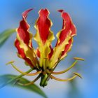 Gloriosa Rothschildiana