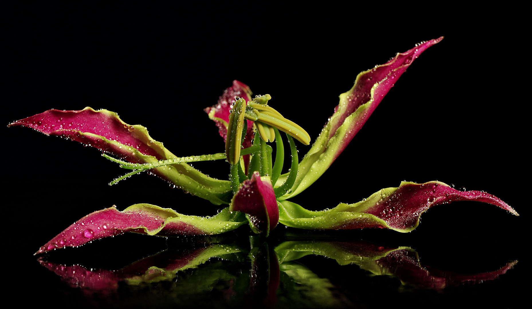 Gloriosa Rothschildiana