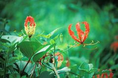 gloriosa rothschildiana